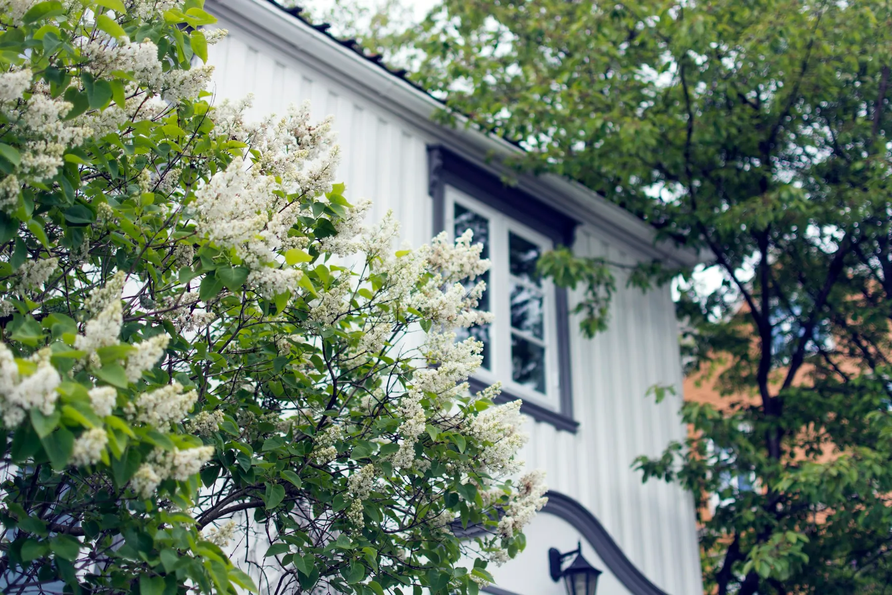 Weißes Wohnhaus mit dunklen Fensterrahmen und blühendem Garten